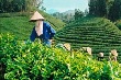 Nhiều vướng mắc trong sắp xếp, đổi mới công ty nông lâm nghiệp